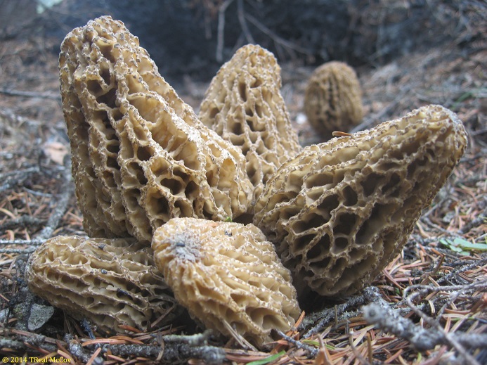 Morel Mushrooms